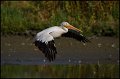 _0SB3183 american white pelican